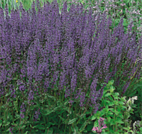 Сальвия (шалфей)