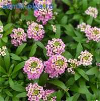 Алиссум Вандерленд.