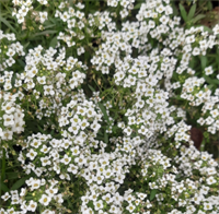 Алиссум Giga White