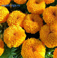 Бархатцы прямостоячие Биг Топ.