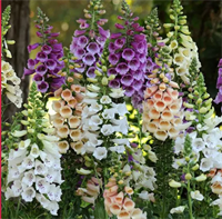 Наперстянка.