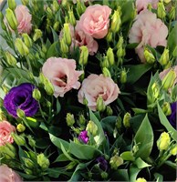 Эустома(лизиантус) Джульетта F1