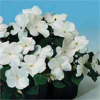 Бальзамин Уоллера Баланс