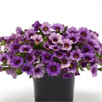 Калибрахоа