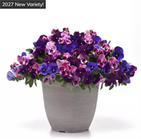 Фиалка Виттрока ампельная Top Wave