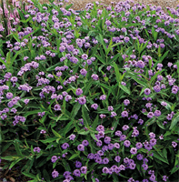 Вербена жесткая