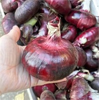 Лук