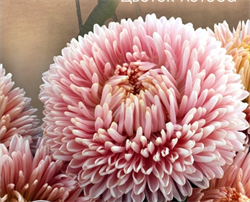 Астра Хризантелла Lotos Flower - 10 шт   /Е15 - фото 10220