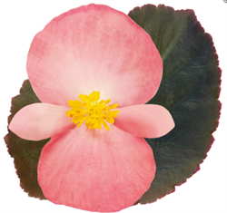 Бегония бенари Биг пинк бронзовый лист - 5 драже /В11. 4686 Бегония бенари Биг пинк бронзовый лист - 5 драже /В11. 4686