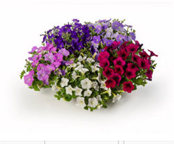 Петуния ампельная мелкоцветковая FlashForward Mix - 5 драже /Б4. 4782