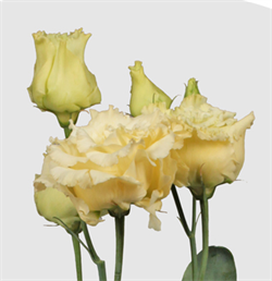 Эустома(Лизиантус)  АЛИССА 2 желтый- 5 драже /Э9. 4854