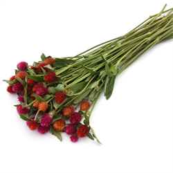 Гомфрена  QIS Red - 10 шт /Г14 4355