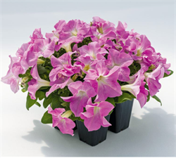 Петуния крупноцветковая SUCCESS!® HD Light Pink -10 драже/А13. 4898