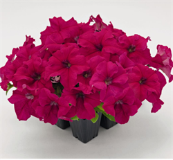 Петуния крупноцветковая SUCCESS!® 360° Deep Rose  - 10 драже/A9. 4902
