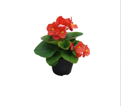 Бегония вечноцветущая Super Cool Red - 10 драже /В14. 4917 - фото 11198