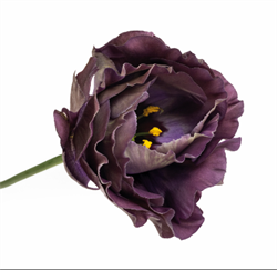Подарок.Эустома(Лизиантус) Rosanne 1 Black Pearl - 5 драже - фото 11311