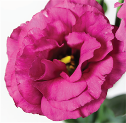 Эустома Aube 3 Rose Pink - 5 драже /Э9 - фото 11821