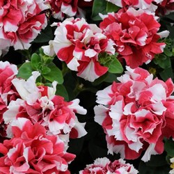 Петуния многоцветковая махровая F1 DUO red and white -10драже /Б6 - фото 11869