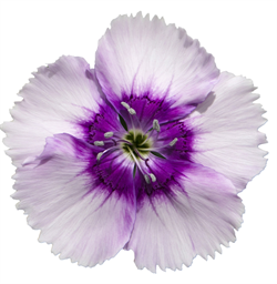 Гвоздика китайская Diana F1 lavender picotee-5шт   /Е5 - фото 11932