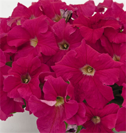Петуния крупноцветковая SUCCESS!® 360° Deep Pink - 10 драже/A9. 5145 Петуния крупноцветковая SUCCESS!® 360° Deep Pink - 10 драже/A9. 5145