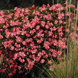 Бегония benariensis BIG DeluXXe Rose Green Leaf - 3 шт /В7 - фото 12345
