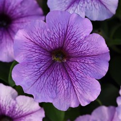 Петуния мультифлора Мираж Lavender  - 10 драже /Б9 - фото 12382