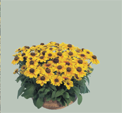 Рудбекия волосистая Toto Gold - 5шт /Г15 2655 Рудбекия волосистая Toto Gold - 5шт /Г15 2655