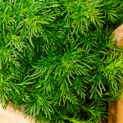Тагетес (Tagetes fillefolia) Дропшот - 5 шт /В5 - фото 12562