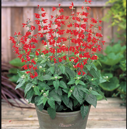 Сальвия Summer Jewel красная - 10 семян /Е6. 5333