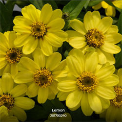 Цинния изящная Profusion lemon - 5 шт  /В1 - фото 12674