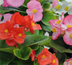 Бегония вечноцветущая Super Cool mix - 10драже /В14. 5361