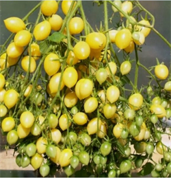 Томат Сумасшедшие вишни Барри - 5 семян* - фото 13103