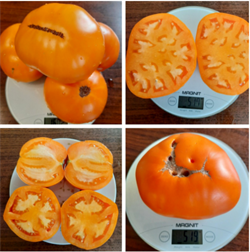 Томат Илья Муромец - 5 семян.* 5527