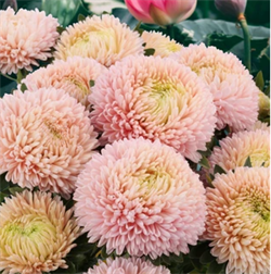 Астра Хризантелла Lotos Flower - 10 шт   /Е15 - фото 13549