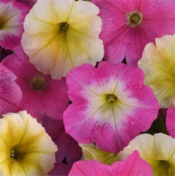 Петуния ампельная E3 Easy Sweet Taffy - 5 драже /Б7. 5693