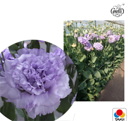 Эустома (Лизиантус) F1 Corelli 2 Lavender Gen 2 F1  - 5драже /Э7. 5749 - фото 13817