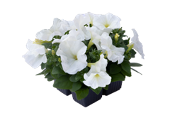 Петуния BOOM! HD гибридная многоцветковая белая - 10 драже /Б9. 5772