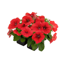 Петуния BOOM! HD гибридная многоцветковая красная - 10 драже /Б9. 5773 Петуния BOOM! HD гибридная многоцветковая красная - 10 драже /Б9. 5773