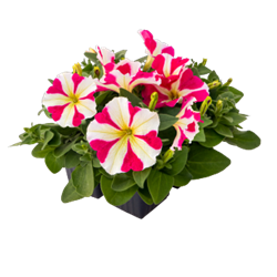 Петуния BOOM! HD гибридная многоцветковая розе стар - 10 драже /Б9. 5774