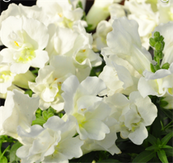 Львиный зев Твинни лемон - 10шт  /Д5 5847 Львиный зев Твинни лемон - 10шт  /Д5 5847