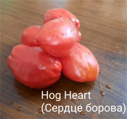 Томат индетерминантный Сердце борова Hog Heart   - 5 семян* 5877 - фото 14264