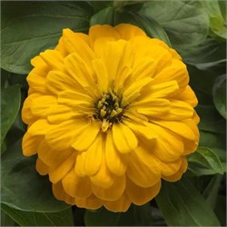 Цинния изящная Zesty желтая - 5 шт / В3 5927 - фото 14430