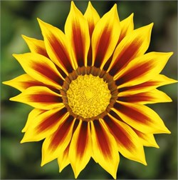 Гацания Кисс Yellow flame-5 шт  /Е1 1237 - фото 14454
