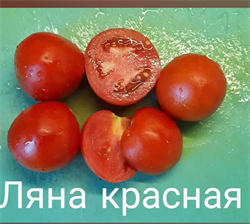 Томат Ляна (красный) - 5 сем* 5646 - фото 14479