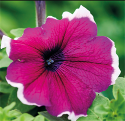 Петуния крупноцветковая  ЛИМБО burgundy picotee-10шт/А12. 2732