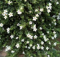 Бакопа (Сутера) Сноутопия (мульти драже)-5шт /Е12.* 511