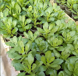 Остеоспермум Akila mix -3шт/Б1.* 960