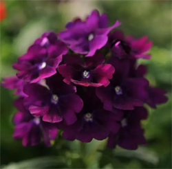 Вербена гибридная КВАРЦ  purple -10шт /Г12 564 - фото 14646