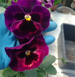 Виола Mammoth Rocky Rose-5шт* 263 - фото 14675