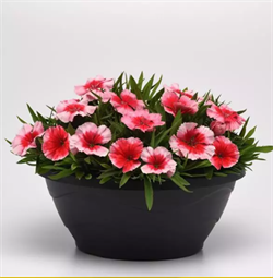 Гвоздика китайская CORONA Strawberry - 5 шт/ Е4. 4066 Гвоздика китайская CORONA Strawberry - 5 шт/ Е4. 4066